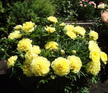  Бартзелла (нет в наличии) - лпх-первомайское.рф