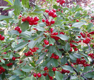 Севастьяновская ( нет в наличии) - лпх-первомайское.рф