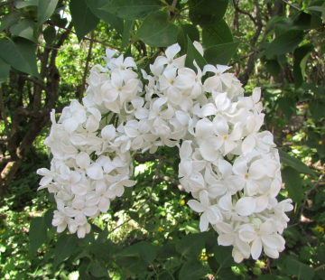 Весталка( нет в наличии) - лпх-первомайское.рф