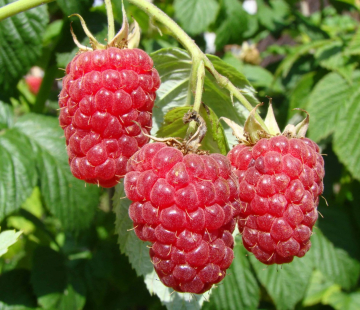 Малина Геракл (нет в наличии) - лпх-первомайское.рф