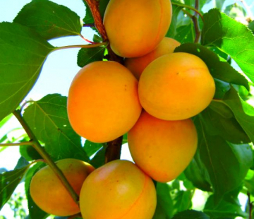 Абрикос Призёр - лпх-первомайское.рф