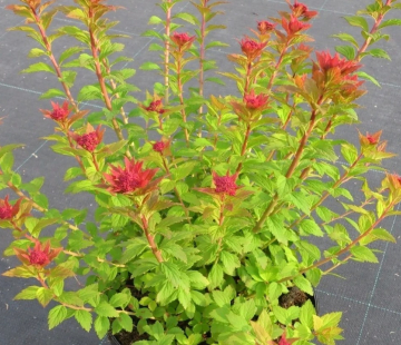 Спирея японская ( Спарклинг шампань) - лпх-первомайское.рф