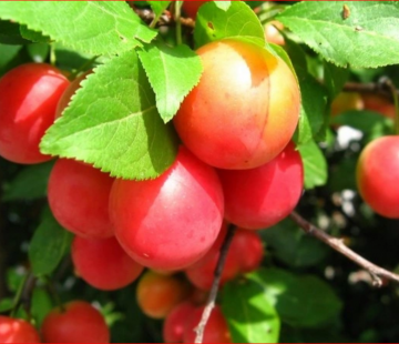  Егоровна - лпх-первомайское.рф