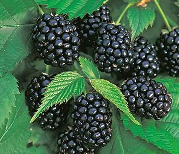 Честер - лпх-первомайское.рф