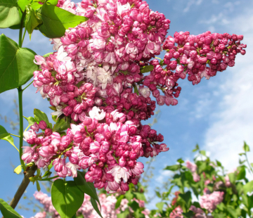 Маршал Баграмян (нет в наличии) - лпх-первомайское.рф