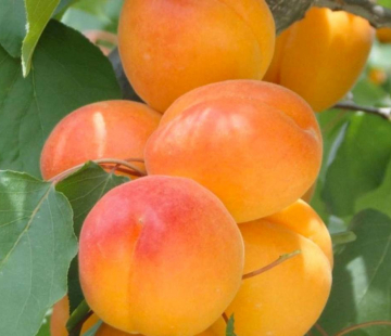 Абрикос Королевский - лпх-первомайское.рф