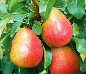 Радужная - лпх-первомайское.рф - Екатеринбург