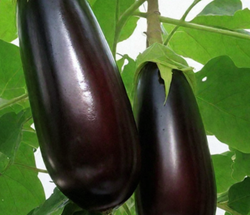 Баклажан Бегемот - лпх-первомайское.рф - Екатеринбург