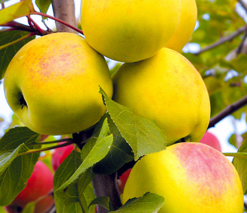 Яблоня ВЭМ-жёлтый (Данило) 3х-лет - лпх-первомайское.рф