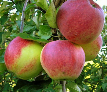 Яблоня Уэлси 3х-лет (нет в наличии) - лпх-первомайское.рф