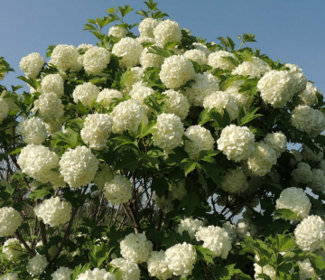 Бульденеж ( Розеум) - лпх-первомайское.рф