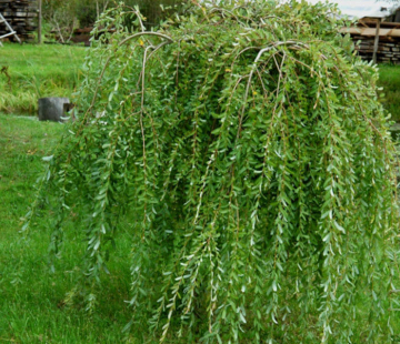 Ива пендула - лпх-первомайское.рф