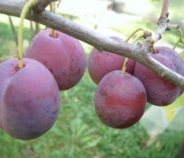 Венгерка Уральская - лпх-первомайское.рф