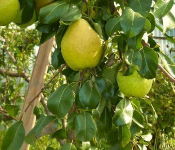 Чижовская - лпх-первомайское.рф - Екатеринбург