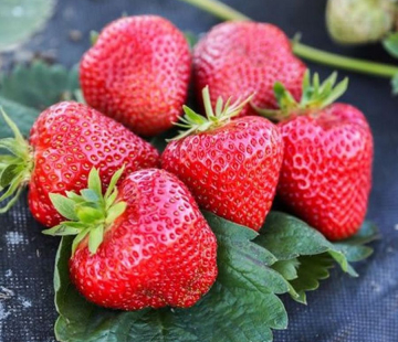 Клубника Априка - лпх-первомайское.рф