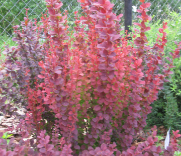 Хелмонд пиллар (Тунберга) ( нет в наличии) - лпх-первомайское.рф