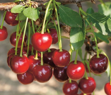 Изобильная (нет в наличии) - лпх-первомайское.рф