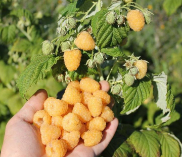 Малина Утренняя роса ( нет в наличии) - лпх-первомайское.рф