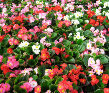 Бегония  вечноцветущая (нет в наличии) - лпх-первомайское.рф