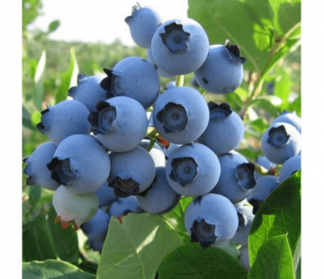 Спартан - лпх-первомайское.рф