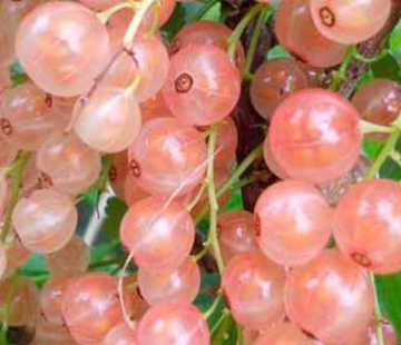 Смородина Роза чаир  - лпх-первомайское.рф