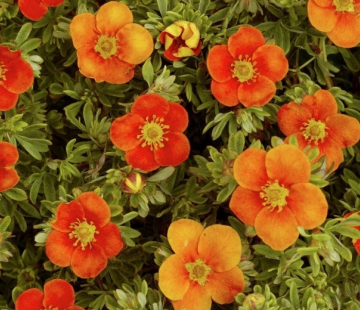 Белла сол - лпх-первомайское.рф