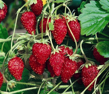 земляника АЛЕКСАНДРИНА (нет в наличии) - лпх-первомайское.рф