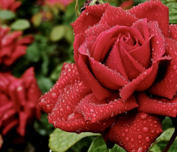 Розы в ассортименте - лпх-первомайское.рф