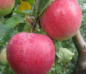 Яблоня Рождественское 3х-лет - лпх-первомайское.рф