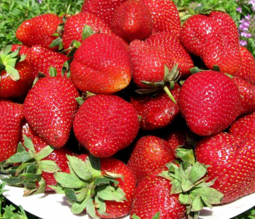 Клубника Прими ( нет в наличии) - лпх-первомайское.рф