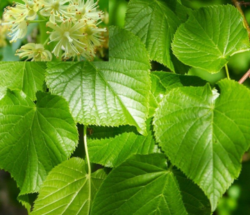 Липа мелколистная - лпх-первомайское.рф