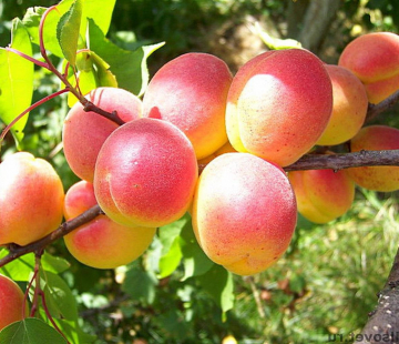 Абрикос Каролина - лпх-первомайское.рф