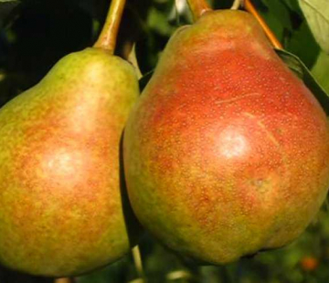 Груша Фаворитка - лпх-первомайское.рф