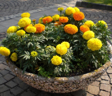 Бархатцы (нет в наличии) - лпх-первомайское.рф