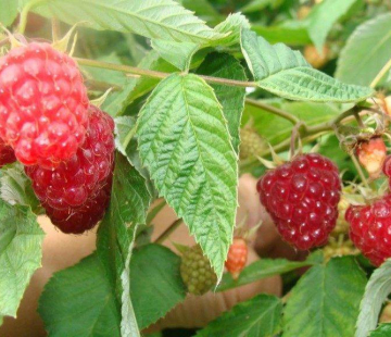 Малина Блестящая - лпх-первомайское.рф