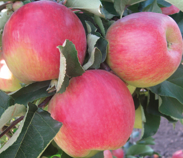 Яблоня Солнцедар ( нет в наличии) - лпх-первомайское.рф