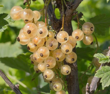 Смородина Потапенко (нет в наличии) - лпх-первомайское.рф
