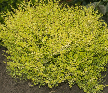 Берёзка (Голден треже)   - лпх-первомайское.рф