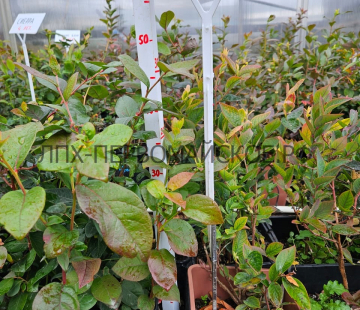 Блю голд( нет в наличии) - лпх-первомайское.рф