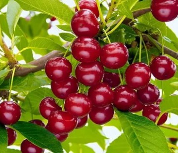 Болотовская - лпх-первомайское.рф