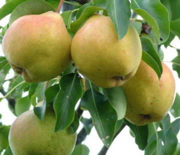 Большая - лпх-первомайское.рф - Екатеринбург