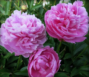 Эмма клем - лпх-первомайское.рф