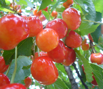 Фатеж (нет в наличии) - лпх-первомайское.рф