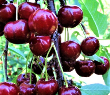 Сытная (нет в наличии) - лпх-первомайское.рф