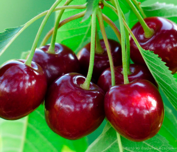 Валерий  Чкалов (нет в наличии) - лпх-первомайское.рф