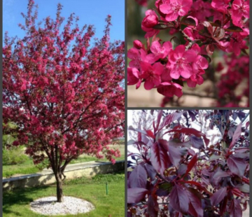 Краснолистная - лпх-первомайское.рф