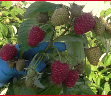 Малина Мапема - лпх-первомайское.рф