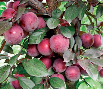  Даная - лпх-первомайское.рф