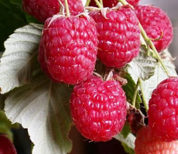 Малина Дочь геракла ( нет в наличии) - лпх-первомайское.рф