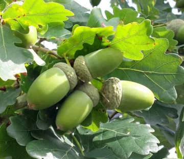 Дуб черешчатый - лпх-первомайское.рф